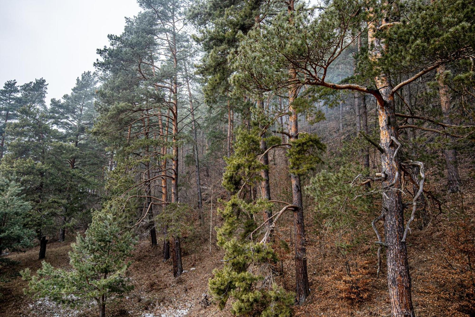 Carpentiere Arena Hotel Răşinari Екстериор снимка